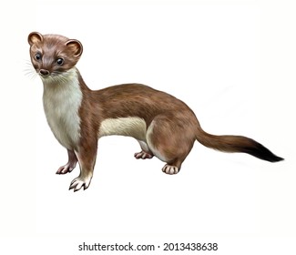 Weasel (Mustela nivalis), realistic drawing, illustration for animal encyclopedia, isolated image on white background