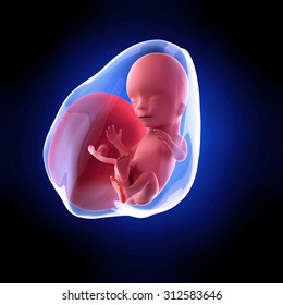 fetus growth images stock photos vectors shutterstock