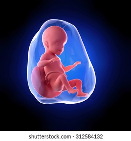 fetus growth week by images stock photos vectors shutterstock
