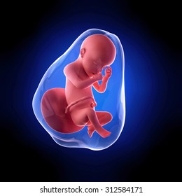 fetus growth week by images stock photos vectors shutterstock