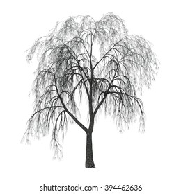 Weeping willow or sallow or osier isolated on white background