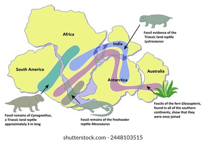 Wegener's first piece of evidence was that the coastlines of some continents fit together like pieces of a jigsaw puzzle.