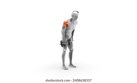 Weight lifting workouts man doing exercise 3d illustration