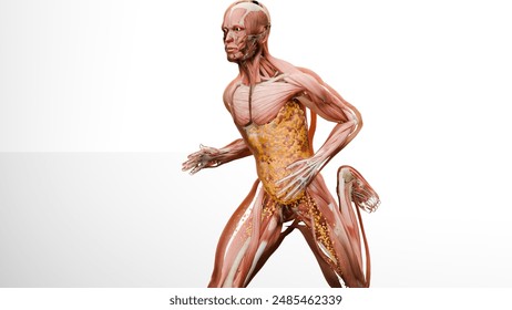 Weight loss Comparison. man body transformation. running jogging for losing weight, lose Fat belly, burning calories, weight loss process. sports training. fat burn, Obesity, human anatomy, 3d render - Powered by Shutterstock