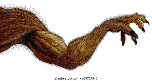 Werewolf monster arm isolated on a white background element with long nails and fur as a creepy Halloween or scary symbol with textured skin with 3D illustration elements.