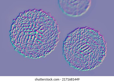 West Nile Virus, WNV, 3D Illustration. A Virus That Is Transmitted By Mosquito And Causes West Nile Fever