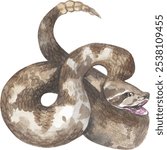 WESTERN DIAMONDBACK RATTLESNAKE (Crotalus atrox). Watercolor hand drawing painted illustration.