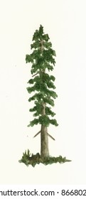 Western White Pine