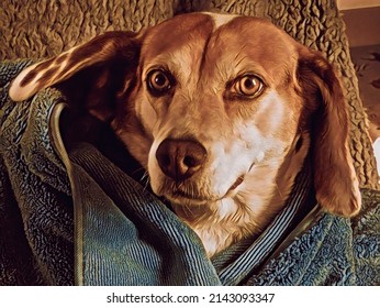 Wet Dog Wrapped In A Towel, Illustration 