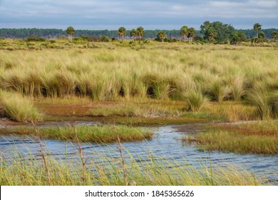 Wetland meadow of lush grass near creek in St. Marks National Wildlife Refuge along the Gulf Coast in northern Florida, USA, at the end of October, with digital oil-painting effect. 3D rendering.