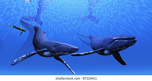 Whale 01 - A Scuba Diver Approaches Two Humpback Whales In A Clear Blue Ocean.