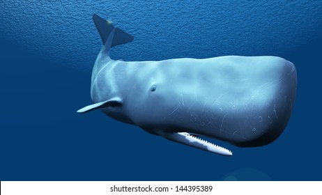 whale