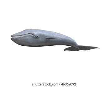 Whale On White Background Images, Stock Photos & Vectors | Shutterstock