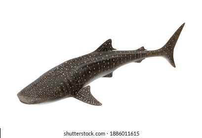 Whale Shark 3D Illustration On White Background