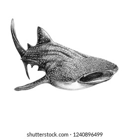 Whale Shark Graphic Drawing: ภาพประกอบสต็อก 1240896499 | Shutterstock