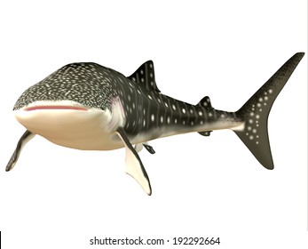 Whale Shark Profile - The Whale Shark Is A Slow-moving Filter Feeder And Can Grow Up To 12.65 Meters Or 41.50 Feet.