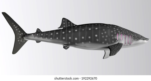 Whale Shark Side Profile Whale Shark Stock Illustration 192292670