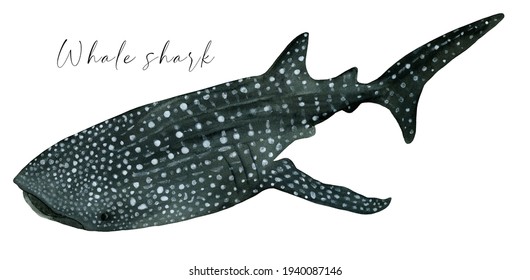 Whale Shark Watercolor Illustration, Underwater Giant Creature