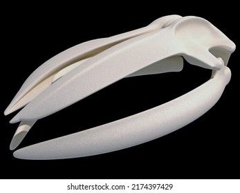 Whale Skull Transparent anatomy 3D rendering