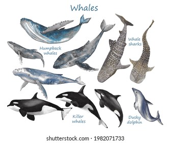 Whales Poster Humpback Whales Whale Sharks Stock Illustration ...