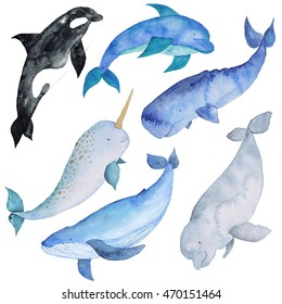 Whales Sea Animals Dolphin Narwhal Killer Whale Beluga Ocean Blue Watercolor Hand Drawn Illustration Isolated