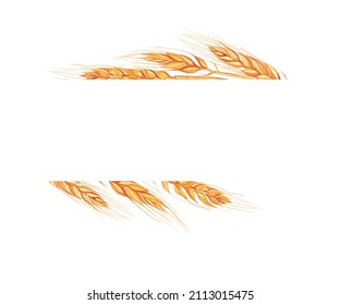 Wheat ear frame isolated on white background. Watercolor hand drawing illustration. Golden spike texture for card, banner.