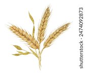 Wheat ears bouquet. Barley stalks watercolor design with gold elements. Rustic clipart for barn wedding invitations, save the date, Thanksgiving, Shavuot, bakery design, labels and gift tags