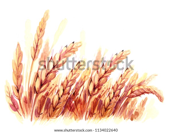 小麦畑 水彩イラスト のイラスト素材