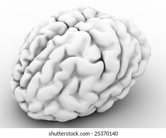 White 3d Human Brain Model