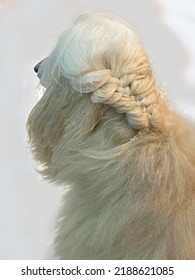 White Afghan Hound Got Hair Braided. Dog Long Hair. Drawing Afghan Hound Dog