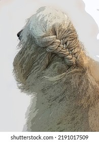 White Afghan Hound Got Hair Braided. Dog Long Hair. Drawing Afghan Hound Dog