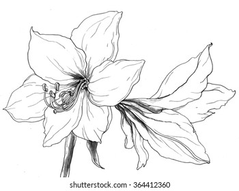White Amaryllis tropical flowers in blossom isolated on white background. Hand drawn watercolor botanical black and white monochrome illustration for wedding printing products, cards, invitation.