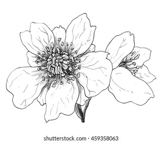 Featured image of post Sketch Hand Holding Flower Drawing Choose from 130 flower sketch graphic resources and download in the form of png eps ai or psd