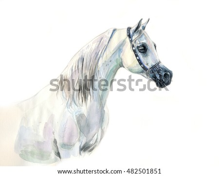 white arabian horse watercolor portrait