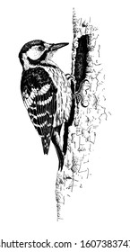 white backed woodpecker ink drawing