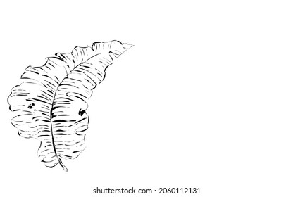 white background leaf illustration line art