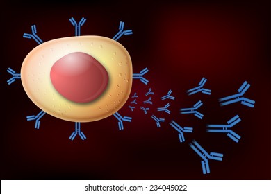 White Blood Cell B Lymphocyte Plasma Cell Producing Antibodies