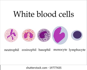 34,741 White blood cells Images, Stock Photos & Vectors | Shutterstock