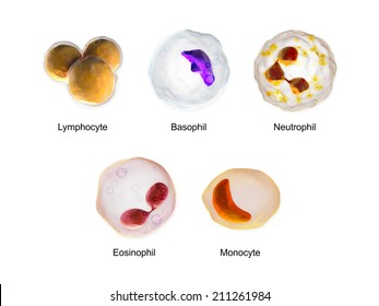 3,214 Basophil Images, Stock Photos & Vectors | Shutterstock