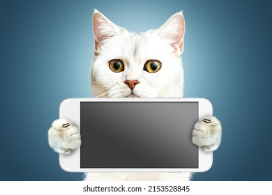 White British Cat Is Holding A Phone. Isolated On A Blue Background. Copy Space, Blank Screen.