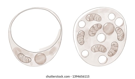 White And Brown Fat Cells Anatomy, Digital Illustration In Watercolor Style. Brown Fat Cells Have More Mitochondria