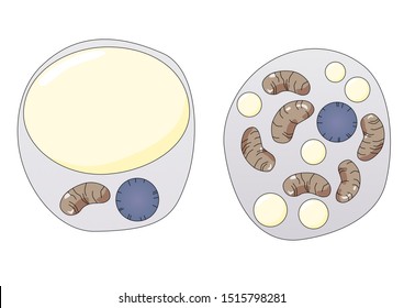 White And Brown Fat Cells Anatomy, Digital Illustration. Brown Fat Cells Have More Mitochondria