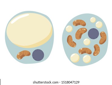 White And Brown Fat Cells Anatomy, Digital Illustration. Brown Fat Cells Have More Mitochondria. Pastel Colored, No Outlines