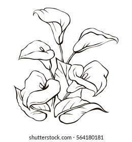 4,077 Calla lilies graphic Images, Stock Photos & Vectors | Shutterstock