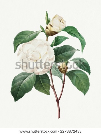 White Camellia. Beautiful flower illustration. Vintage flower painting. Vintage flower illustration for wall art.