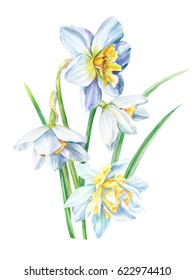 White daffodils watercolor illustration bouquet