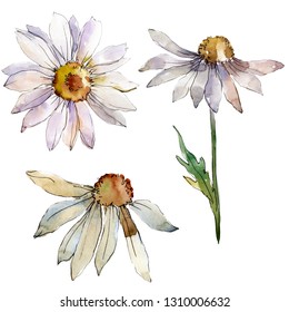 White Daisy Floral Botanical Flower. Wild Spring Leaf Wildflower Isolated. Watercolor Background Illustration Set. Watercolour Drawing Fashion Aquarelle. Isolated Daisies Illustration Element.