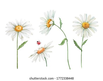 white daisy flowers watercolor illustration on white background, closeup