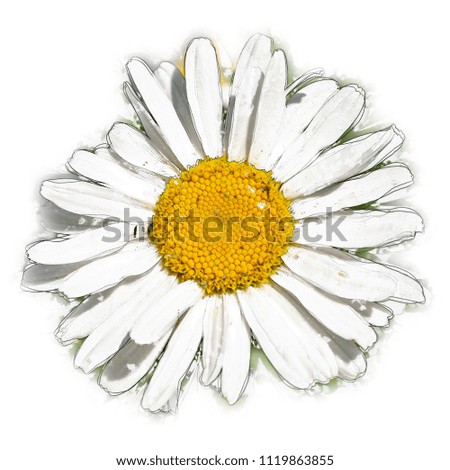 White Daisy in Square 