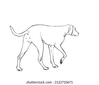 White Dog Drawing. Walking Side View Sketch. Hand Drawn Pet Illustration Isolated Black And White